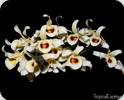 Dendrobium signatum Dark Eyes